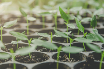 Greenery of young plant and seedling are growing in the pot.