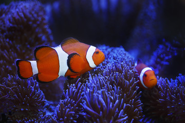 ocellaris clownfish and anemone