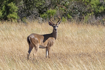 Deer standing in grassland field