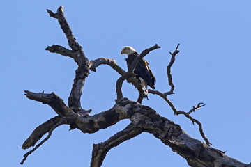 Bald eagle on tree limb perch