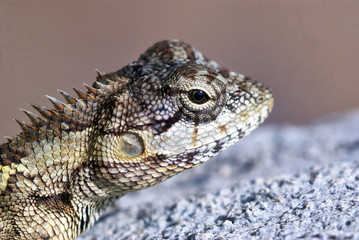 chameleon macro in the nature