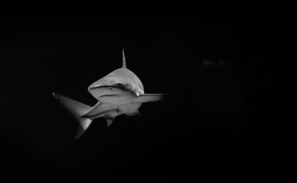 White shark in the dark