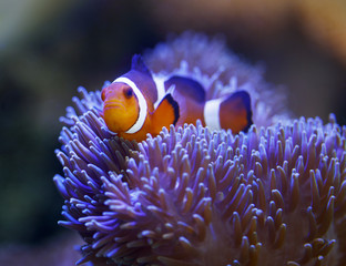 Fototapeta na wymiar ocellaris clownfish and anemone
