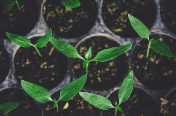 Greenery of young plant and seedling are growing in the pot.