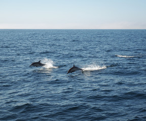 Two dolphins jumping out of the water as they swim in the ocean with blue skies above