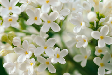 Flowers and buds of lilac blooming on branch on background of greenery close up. Beautiful white syringa with yellow middle in macro with copy space. Spring flowering artwork.