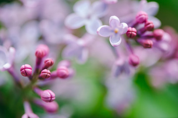 Flowers and buds of purple lilac blooming on branch on background of greenery close up. Beautiful violet syringa in macro with copy space. Spring flowering artwork.