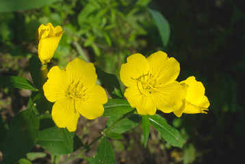 Evening, night candle (lat. Oenothéra) is a genus of plants of the Cypress family (Onagraceae)