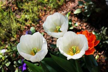 three white tulips grow on the flower bed in the general ensemble of the well-appointed Gatchina park. Russia.