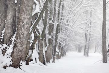 Snow-covered winter park and benches. Park and pier for feeding