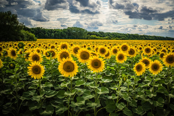 Sunflowers on the background of a cloudy sky. Field of blooming sunflowers on a background sunset. Sunflowers in a stormy day.