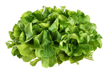 Fresh green lettuce salad leaves isolated on white background.