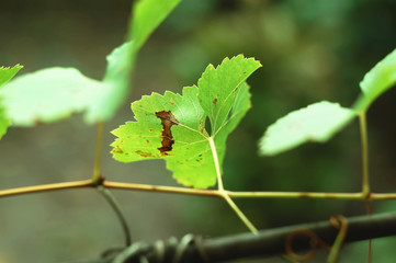 Autumn spotted grape leaves on the green background. Concept of autumn harvest or diseases of grapes