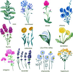 Wildflowers on a white background. Chicory, Lily of the valley, lavender.