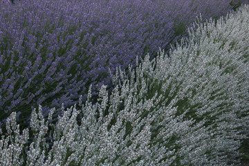 Campo di lavanda in Provenza, Francia