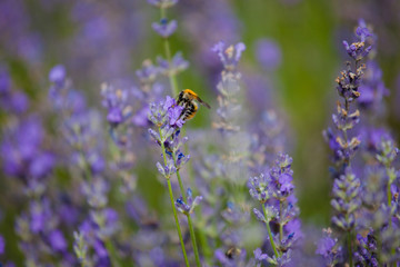 Bee in lavender flowers
