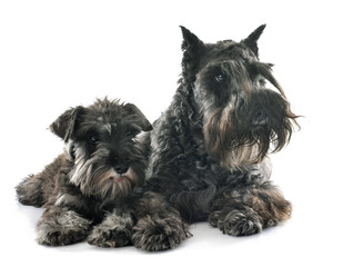 two Miniature Schnauzer