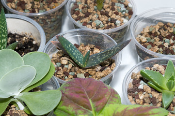 Seedling of aloe cameronii seedling growing on window sill, low maintenance succulent plant native to Malawi and Zimbabwe