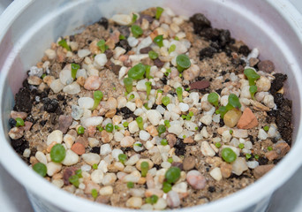 Close up of lithops seedings growing in pot indoors, popular drought tolerant succulent plant from South Africa