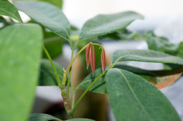 New leaves of lychee plant growing indoors on window sill, close up of fresh green foliage of tropical plant