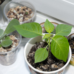 Sprout of habanero chili pepper plant growing on window sill