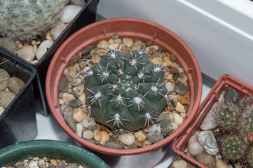Beautiful round cactus Gymnocalycium kieslingii cactus growing in pot on window sill