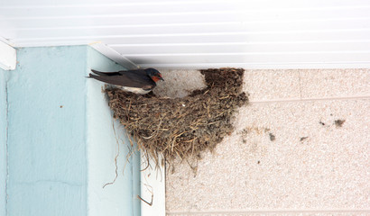 sur le nid © helenedevun