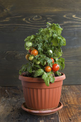 Fototapeta na wymiar Cherry Tomatoes in a Pot
