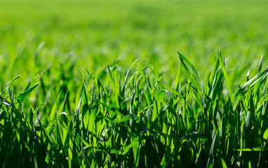 green grass on green background