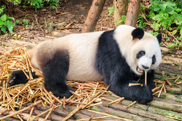Giant panda eating bamboo and resting among green woods