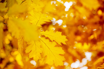 Yellow maple leaves on a twig in autumn