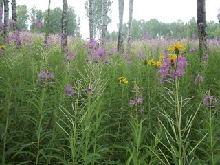 Иван-чай, цветы