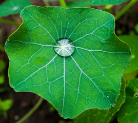 Green leaf with a drop of water.