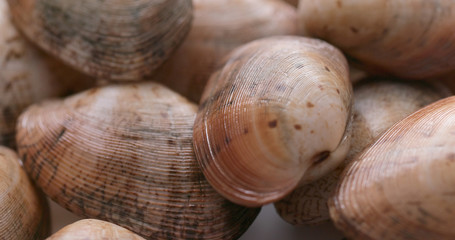 Fresh raw clam