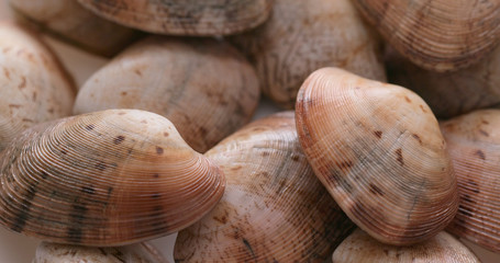 Raw uncooked clam
