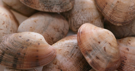 Fresh raw clam