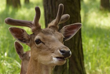 Portrait eines Damhirsches