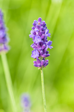 Fototapeta Lavender flower head close up. Bright green natural background. 