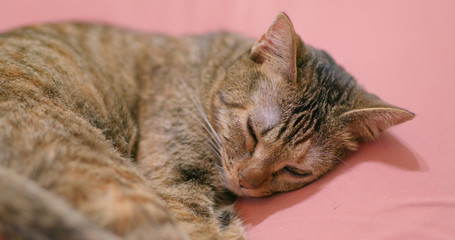 Lovely cat sleep on couch at home