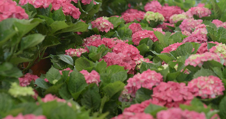 Pink hydrangea flower field