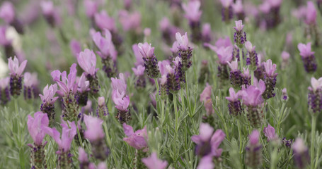 Purple Lavender garden