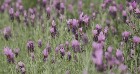 Purple Lavender farm