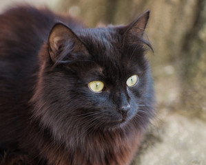 Naklejka na ściany i meble Street black cat sitting