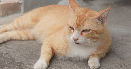 Naklejka premium Lovely street cat