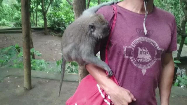 Angry monkey around tourists jumps at man try to steal things attacks, put off hat from the tourist and run away, funny scene travel concepts, memories, best moment, emotions, impressions
