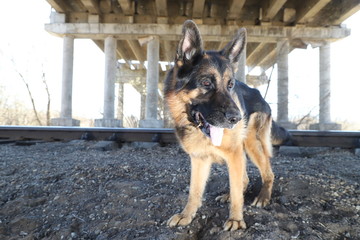 Dog German Shepherd under bridge outdoors