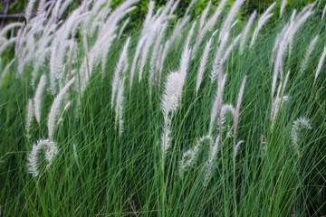 autumn,Nature, summer, grass concept