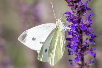 Small Cabbage White - Der Kleine Kohlweißling - Pieris rapae