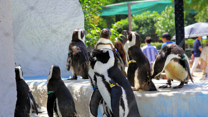 ペンギン