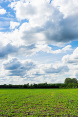 field of grass and cloudy sky